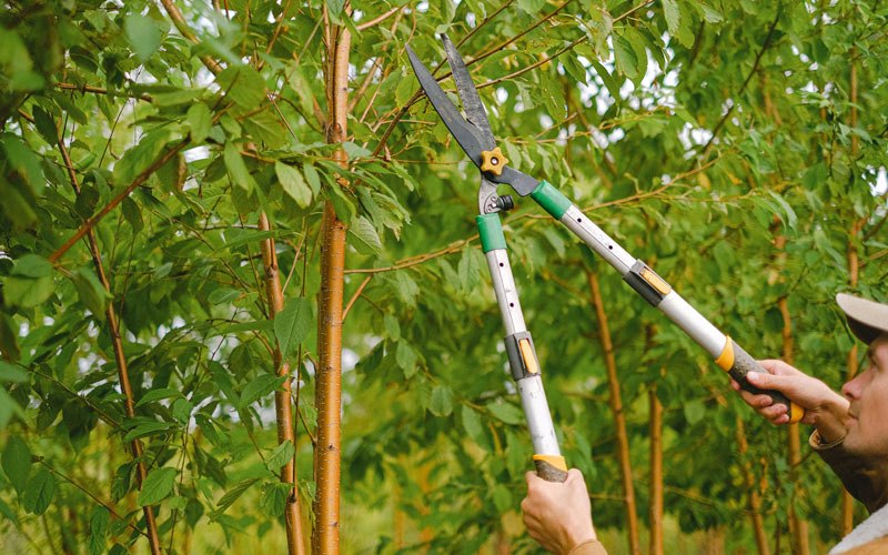 Tree trimming in Box Elder, SD
